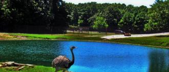 Бизнес-идея: открываем страусиную ферму Страусиная ферма выгодно или нет